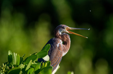The adult tricolored heron (Egretta tricolor) is fishing , formerly known in North America as the Louisiana heron, is a small heron. Tricolored Heron (Egretta tricolor) . 