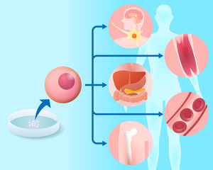 stem cell and regenerative medicine, vector illustration © metamorworks