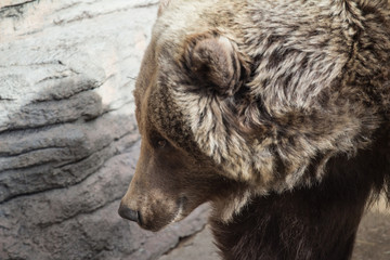 Brown Grizzly Bear