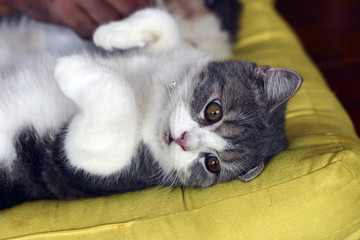 cat with blur and select focus background