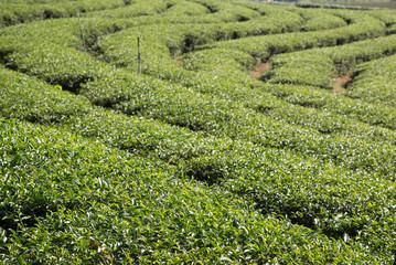 Tea farm on mountain, Thailand.