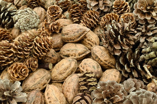 Japanese walnut and pine cones