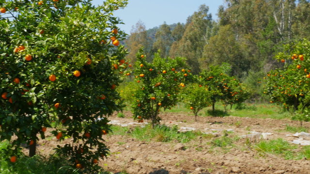 orange fruit at branch of tree, spring season, sunny day