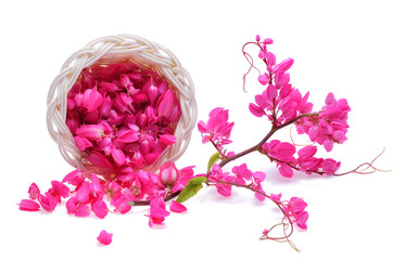 Coral Vine or Antigonon leptopus Hook flower isolated on white b