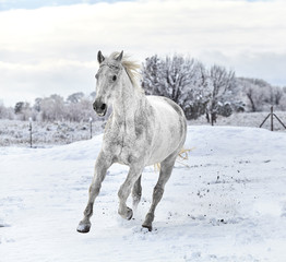 White horse galloping on snow covered ground with trees in the background