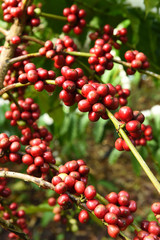 Coffee beans ripening on a tree.
