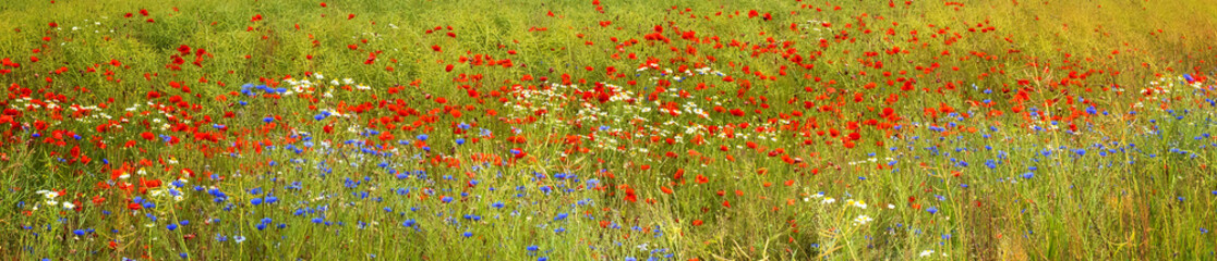Panoramic background of blossoming wild flowers