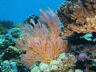 Fototapeta na wymiar Gorgonian coral, Island Bali