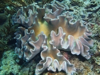 Soft coral, Island Bali