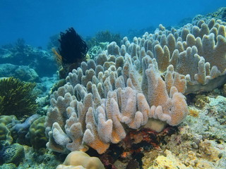 Soft coral, Island Bali