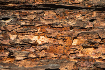 The bark of an old tree close up