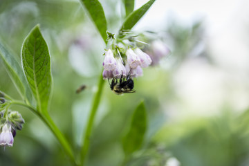 Bee Pollenating Flower