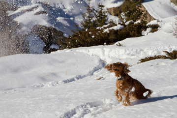 spaniel in the snow
