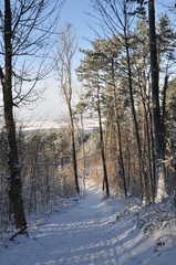 winter road in forest