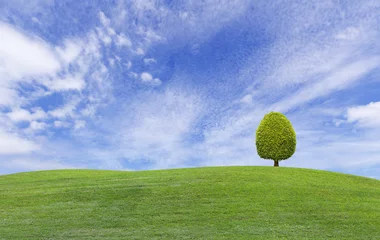 Foto op Plexiglas Kleine boom op groene grasheuvel © mathisa