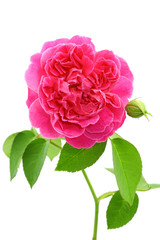 fresh rose from garden isolated on white background