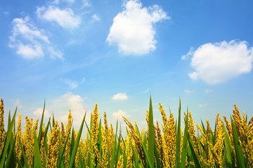 Paddyfield under sky