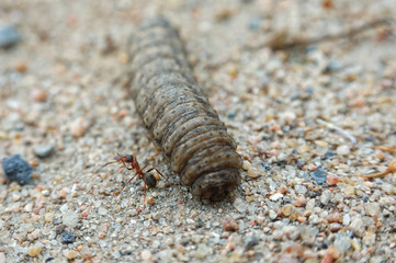Ant and worm