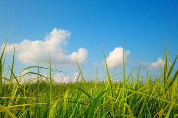 Obraz premium Grassland under sky