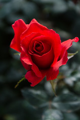 red rose close up