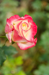 Beautiful pink rose flower with green leaves