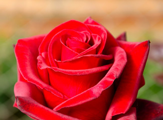 red rose close up