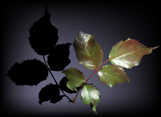 rose foliage on dark background