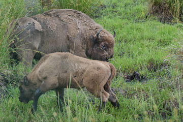 Naklejka na ściany i meble Feeding adult female wisent or European wood bison with calf