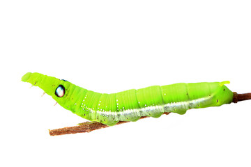 green caterpillar isolated on white background