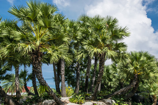 Palm garden. The garden of palm trees with different shapes and sizes as well as shrubs.