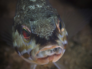 Comber fish (Serranus cabrilla)