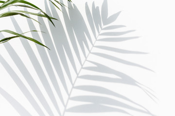 shadow of palm leaves