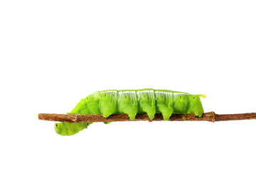 green caterpillar isolated on white background