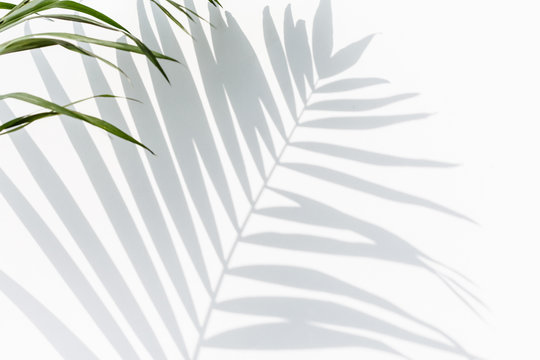 Fototapeta shadow of palm leaves