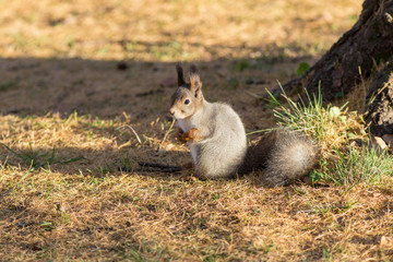 squirrel sitting under a tree