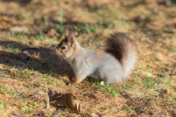 Naklejka na ściany i meble squirrel on a sunny autumn day