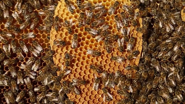 Honeycomb-languages
Building instinct bees.
 Bees are being built all the free cells in the hive space.