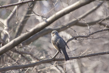 Obraz premium 枝に止まるヒヨドリ