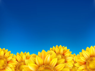 Field of sunflowers and blue sky. EPS 10