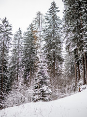Heavy snowfall in a forest on the Swiss Alps - 7
