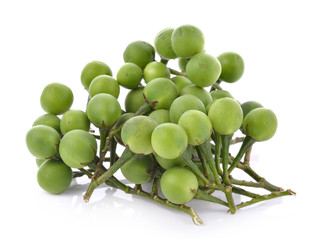 turkey berry isolated in white background