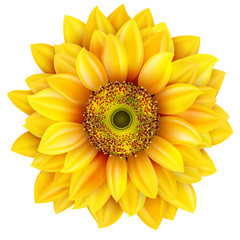 Sunflower realistic illustration. EPS 10