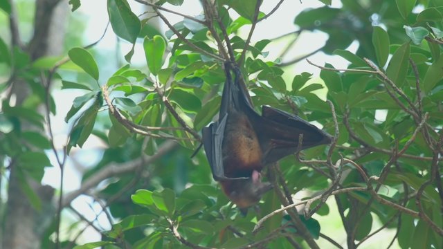 Flying fox hangs on a tree branch and washes