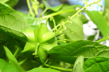 sacha inchi peanut in garden