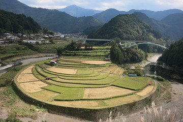 田んぼ　あらぎ島　4