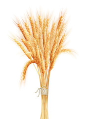 Wheat ears isolated on white background. EPS 10