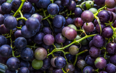 Harvesting Fresh Grapes