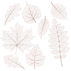 Dried leaves set. EPS 10 - 100508692