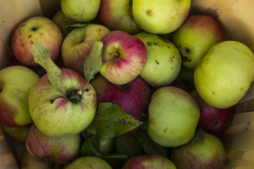 Fresh harvest of apples