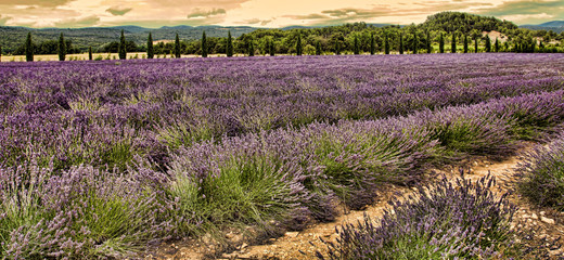 Summer Landscape with Lavender field in Provence, southern Franc